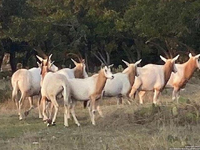 988 Sd 71600, Rocksprings, TX 78880