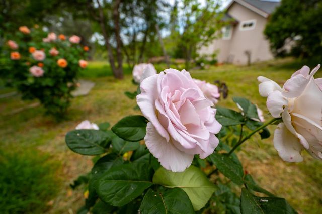 10360 Oak Canyon Dr, Penn Valley, CA 95946