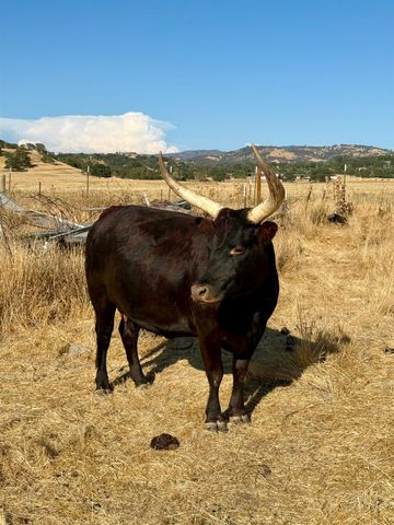 9881 Scenic Valley Rd, Valley Springs, CA 95252