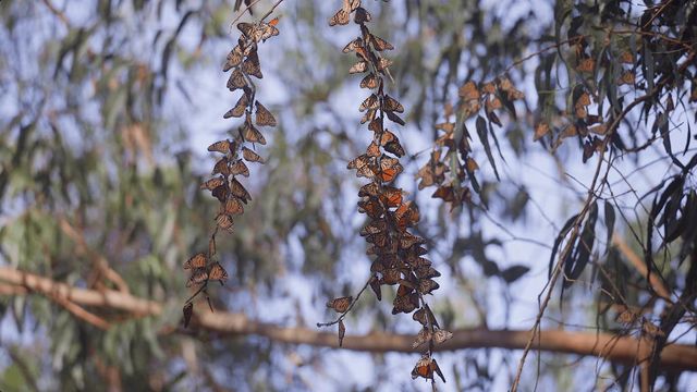 118 Rankin Street, Santa Cruz, CA 95060