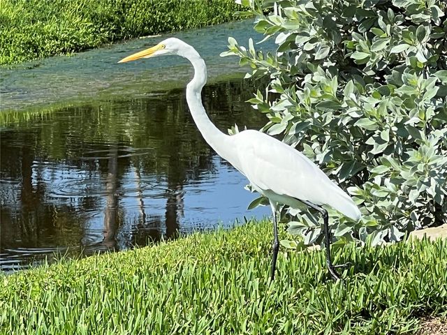 5541 PUERTA DEL SOL BOULEVARD S 415, St Petersburg, FL 33715