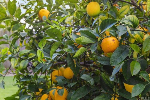 6705 Antilope Street, Carlsbad, CA 92009