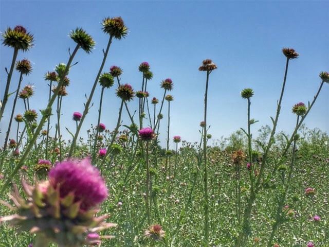 10115 W 25th Avenue 1, Lakewood, CO 80215