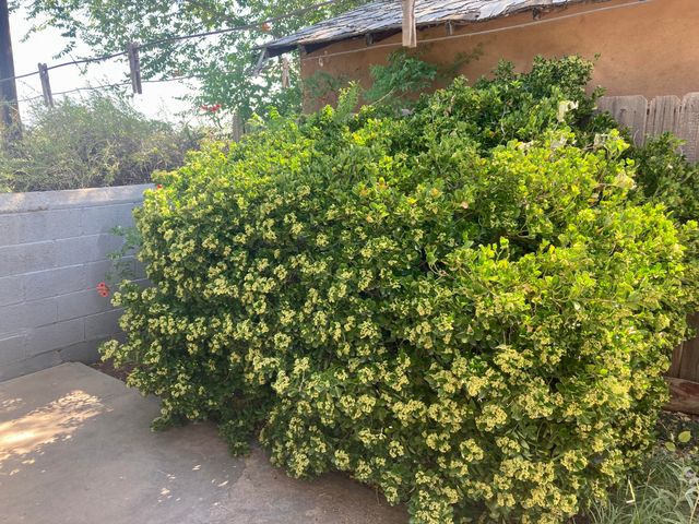 1010 SANTA ANITA Drive, Belen, NM 87002