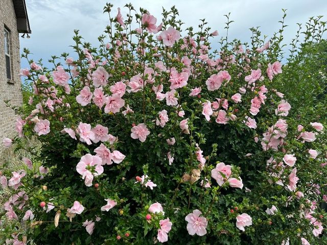 100 Ladybug Ln, Bethpage, TN 37022