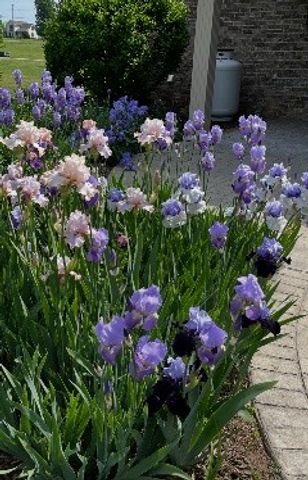 100 Ladybug Ln, Bethpage, TN 37022