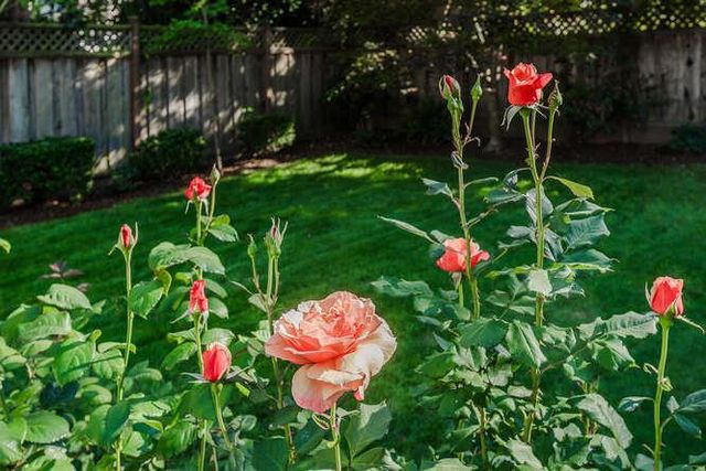 229 Aragon Boulevard, San Mateo, CA 94402