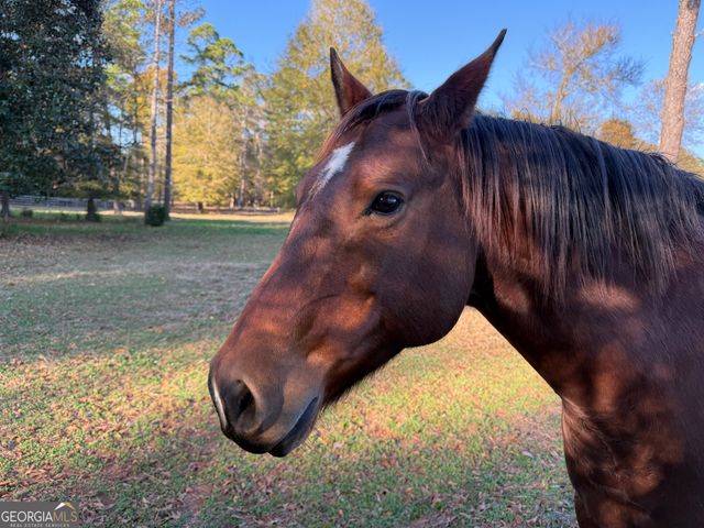 8046 Roosevelt Highway, Warm Springs, GA 31830