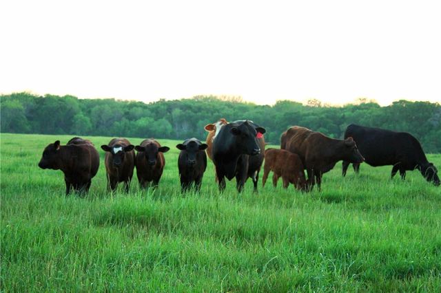 10+ ac. CR 102 Road, Axtell, TX 76673