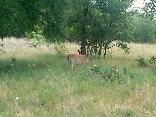 10+ ac. CR 102 Road, Axtell, TX 76673