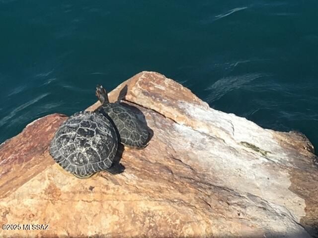 14235 S Via Del Farolito, Sahuarita, AZ 85629