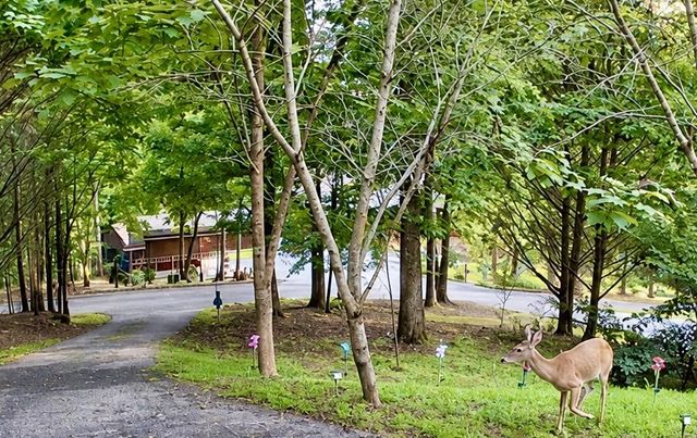 557 Grayce Lane, Hiawassee, GA 30546