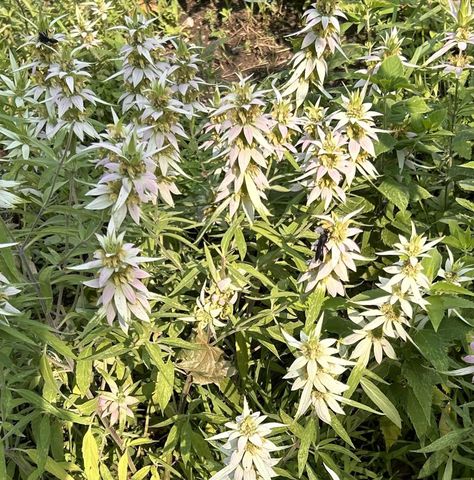 930 Nevada Avenue W, Saint Paul, MN 55117