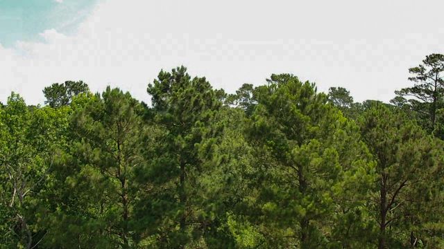 3B-15-22 Fire Sky Road, Huntsville, TX 77340