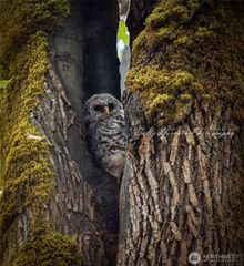 225 NKA Dietz Drive, Quilcene, WA 98376