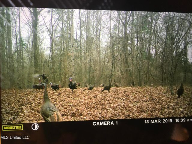 215 Co Rd 369, Carrollton, MS 38917