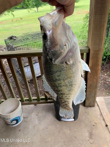 215 Co Rd 369, Carrollton, MS 38917