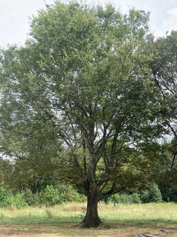 567 Daffodill, Romance, AR 72136