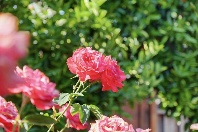 5315 Calderwood Lane, San Jose, CA 95118