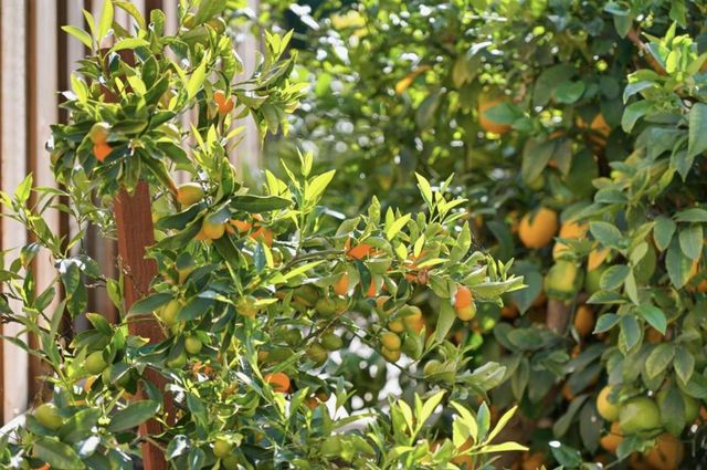 5315 Calderwood Lane, San Jose, CA 95118