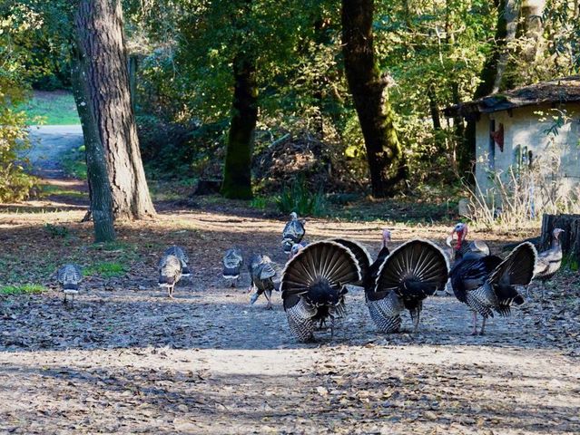 515 Lockhart Gulch Road, Scotts Valley, CA 95066
