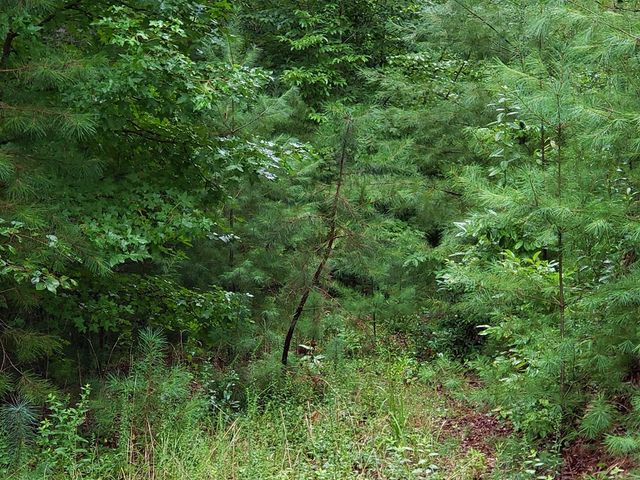 37 Toccoa Lane, Murphy, NC 28906