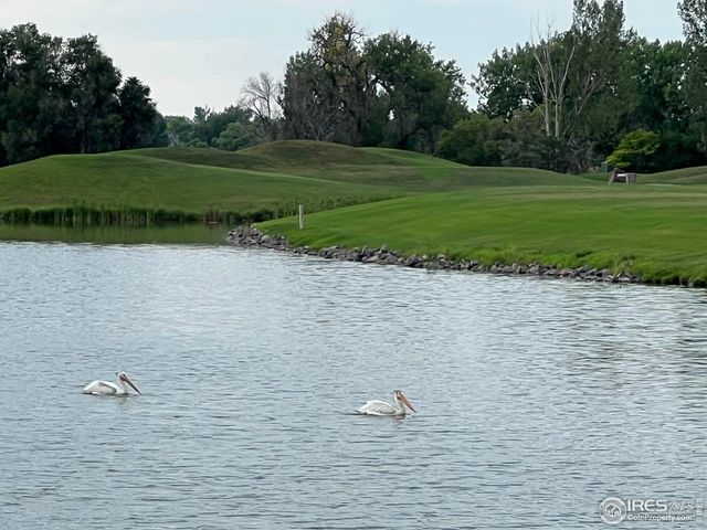 2086 Cape Hatteras Dr, Windsor, CO 80550