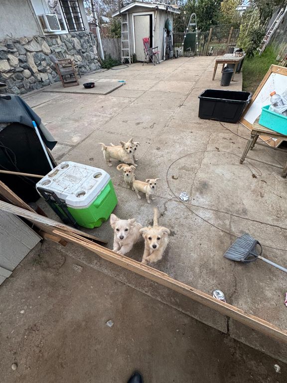 Image 10 of property listing at 1123 E Garrett Avenue, Fresno, CA 93706