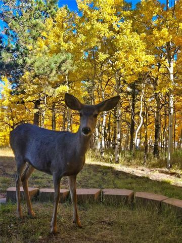 162 Ridge Top Drive, Divide, CO 80814