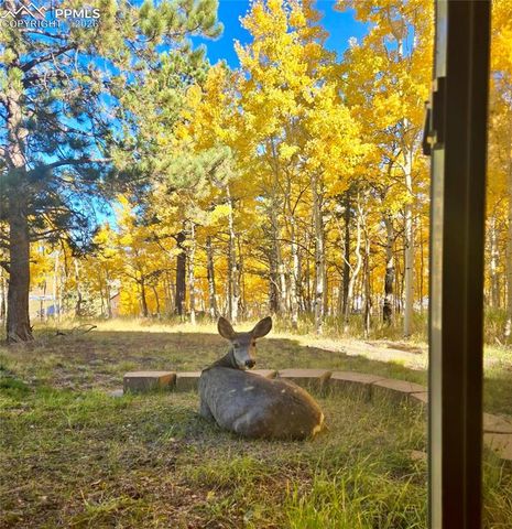 162 Ridge Top Drive, Divide, CO 80814