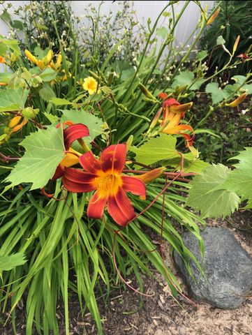 5530 Euclid Way, Farmington, MN 55024