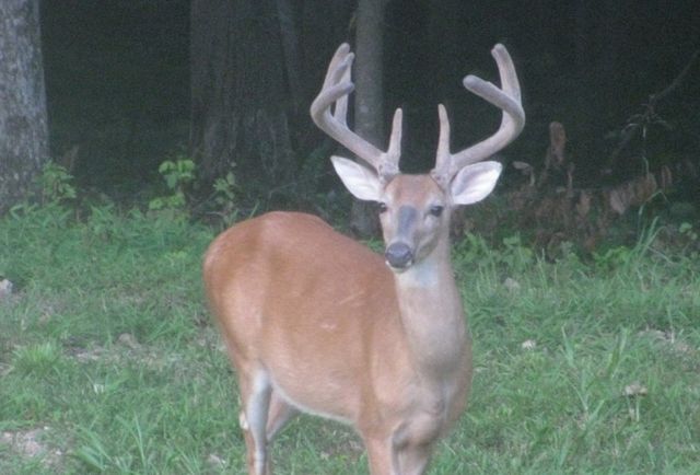 1423 Pack Rd, White Bluff, TN 37187