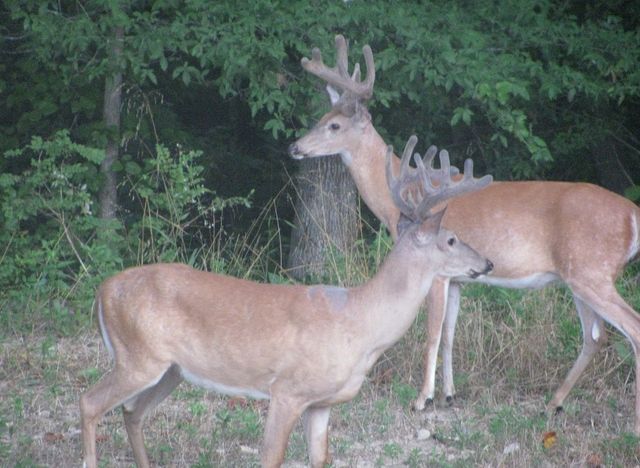 1423 Pack Rd, White Bluff, TN 37187