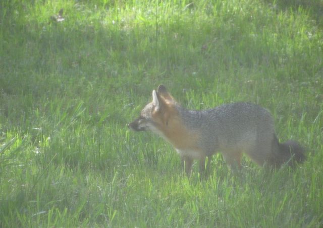 1423 Pack Rd, White Bluff, TN 37187