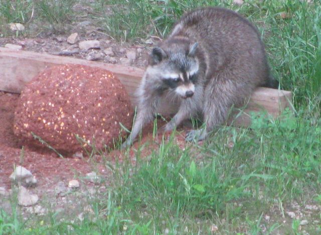 1423 Pack Rd, White Bluff, TN 37187