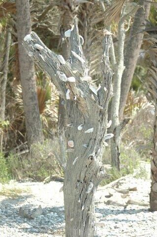 7 Gun Bluff Road, Edisto Island, SC 29438