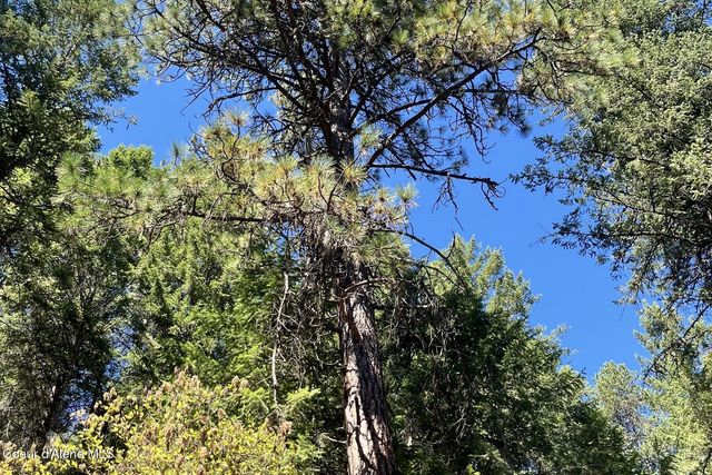 NNA Horn Mountain Rd, Priest River, ID 83856