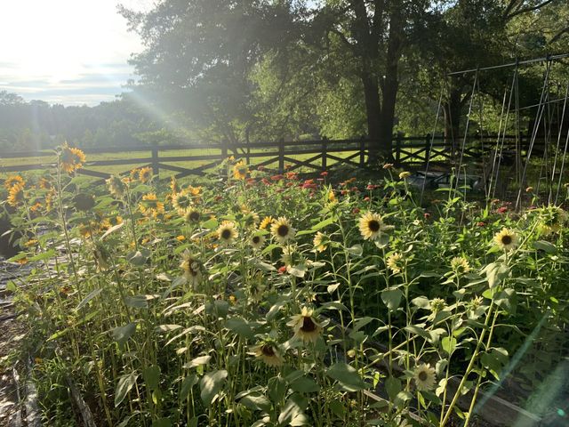 1006 Remington Pl, Manchester, TN 37355