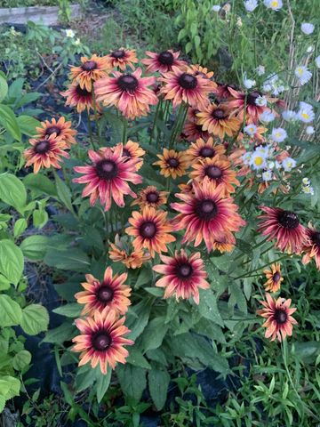 1006 Remington Pl, Manchester, TN 37355