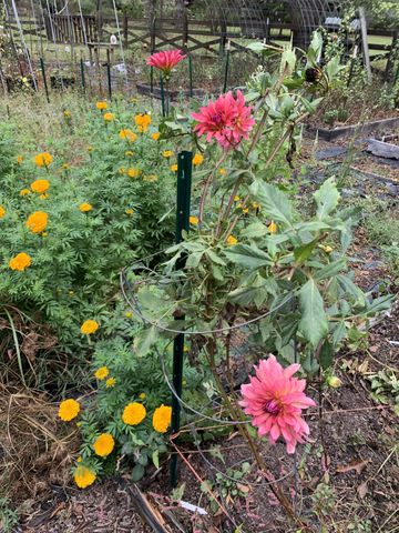 1006 Remington Pl, Manchester, TN 37355