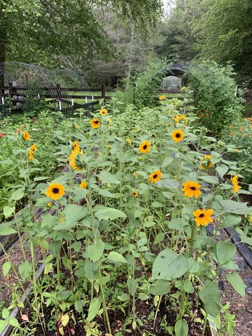 1006 Remington Pl, Manchester, TN 37355