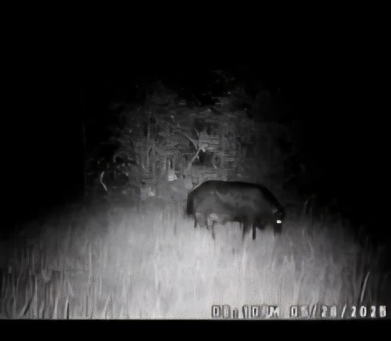 4739 Wallace Buie Rd, Webb, AL 36376