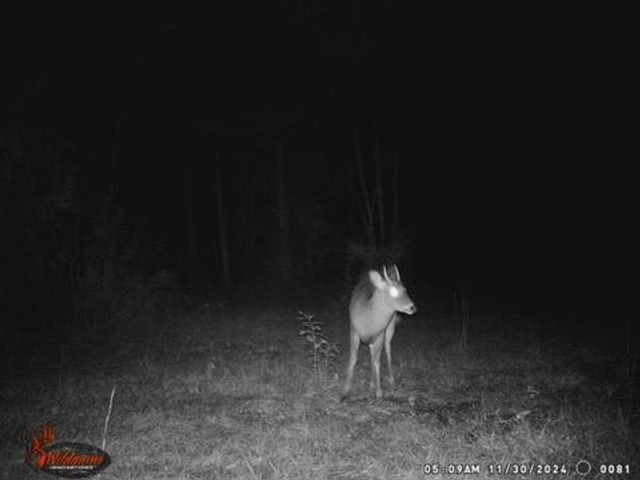 4739 Wallace Buie Rd, Webb, AL 36376