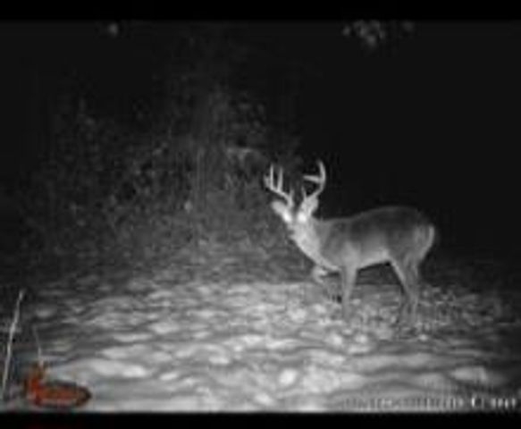 4739 Wallace Buie Rd, Webb, AL 36376