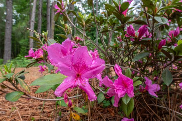 512 Schoolhouse Lane, North Augusta, SC 29860