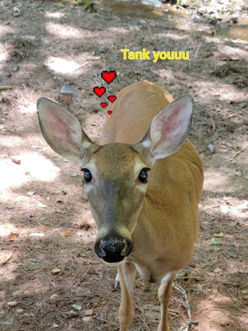 870 Ogden Drive, Ellijay, GA 30540