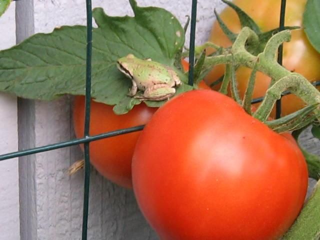 404 Lindilu Lane, Cave Junction, OR 97523