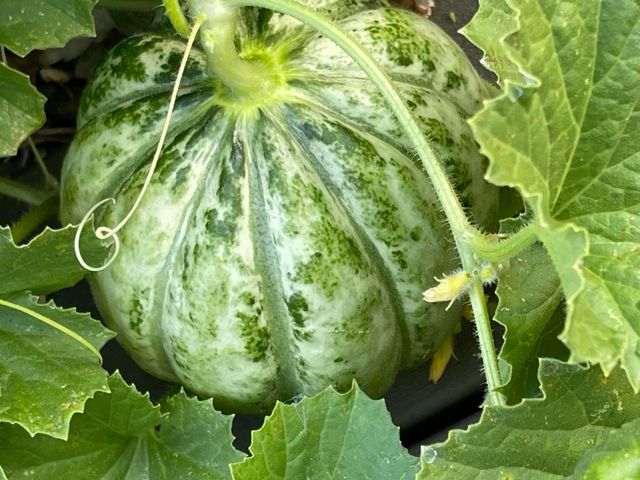 404 Lindilu Lane, Cave Junction, OR 97523