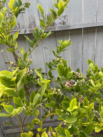 404 Lindilu Lane, Cave Junction, OR 97523