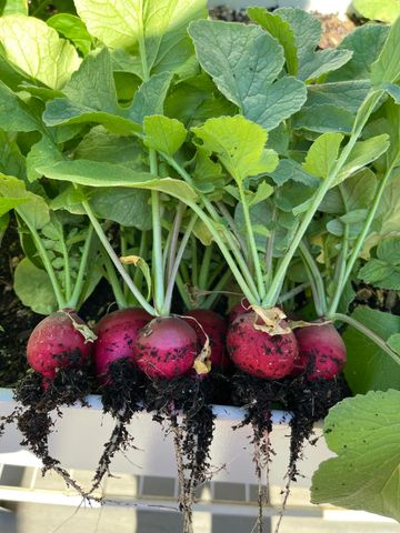 404 Lindilu Lane, Cave Junction, OR 97523